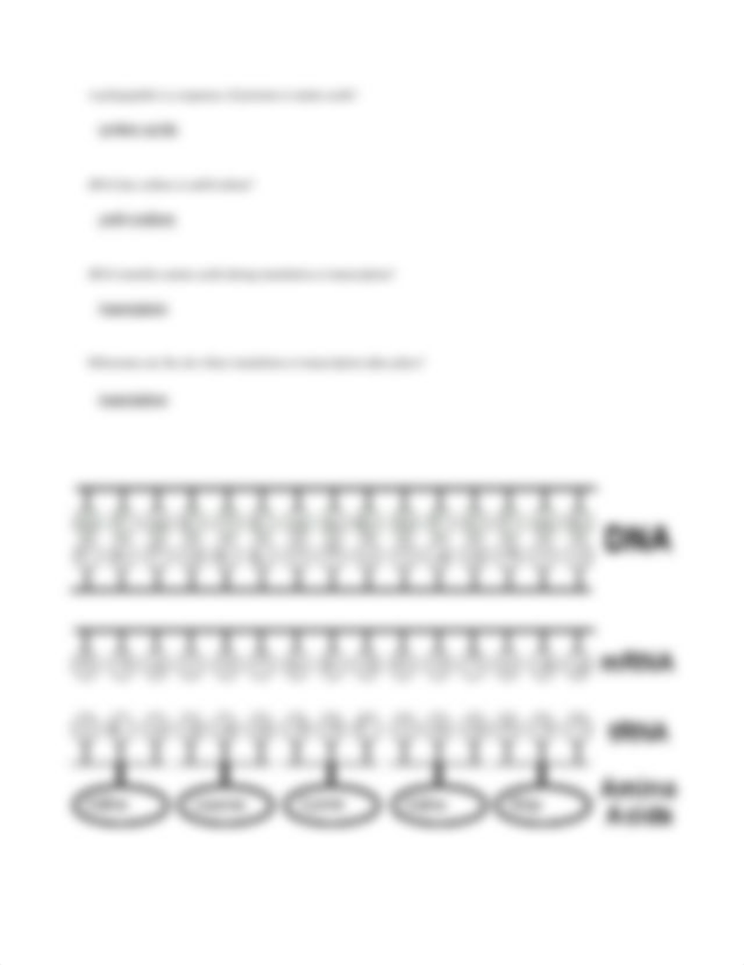 DNA and Genetics Worksheet.pdf_d0ebjsjznbz_page3