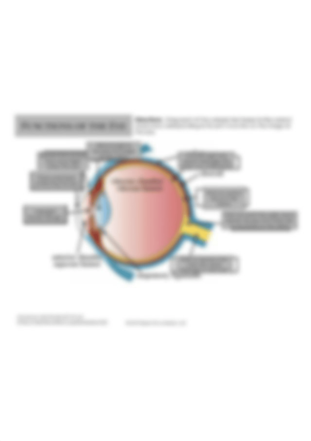 Copy of Functions of the Eye Drag & Drop Practice.jpg_d0fi4yrwv5p_page1