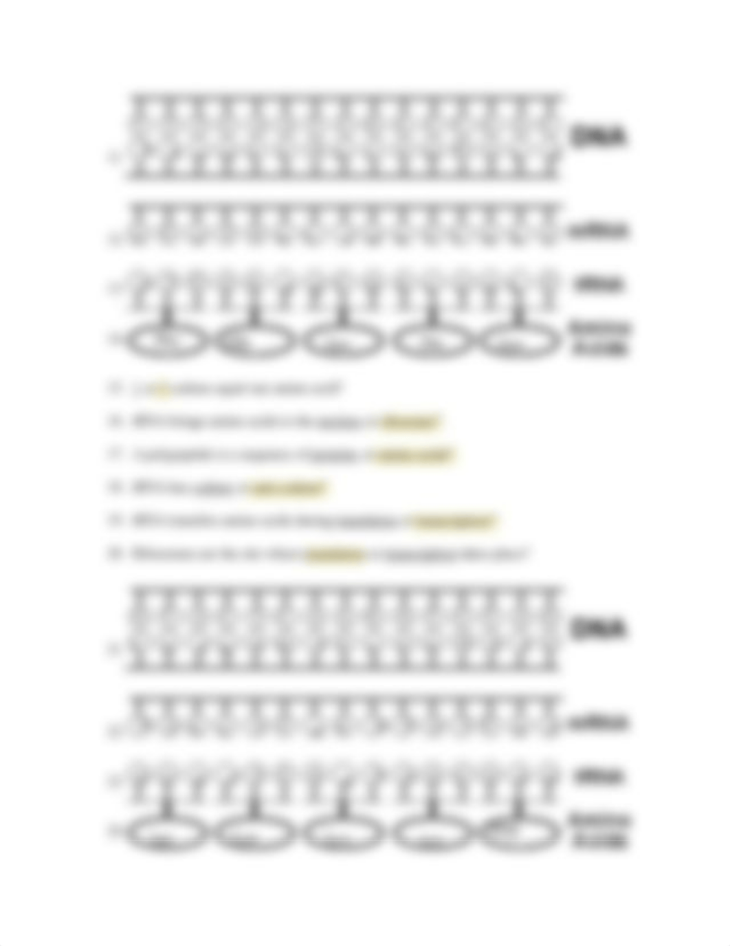 Kami Export - Jakayla Cunningham - protein synthesis wkst 2021.pdf_d0fly1vui2p_page2