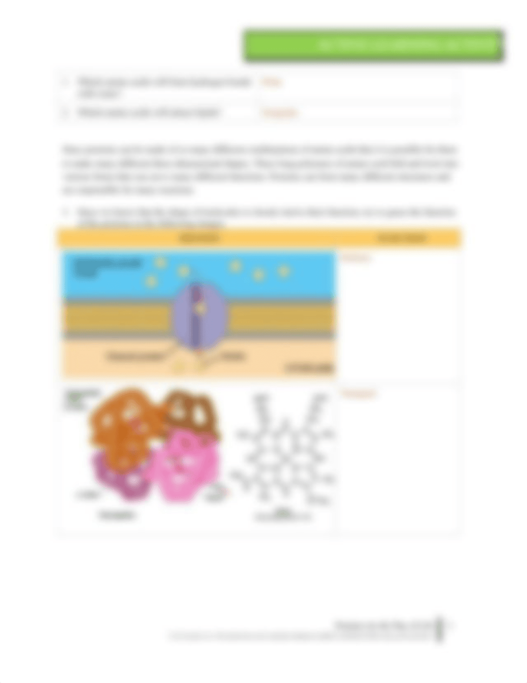 BIOCHEM ALA Proteins Are the Way of Life; Rohrbacher.docx_d0g4yipj4ak_page2