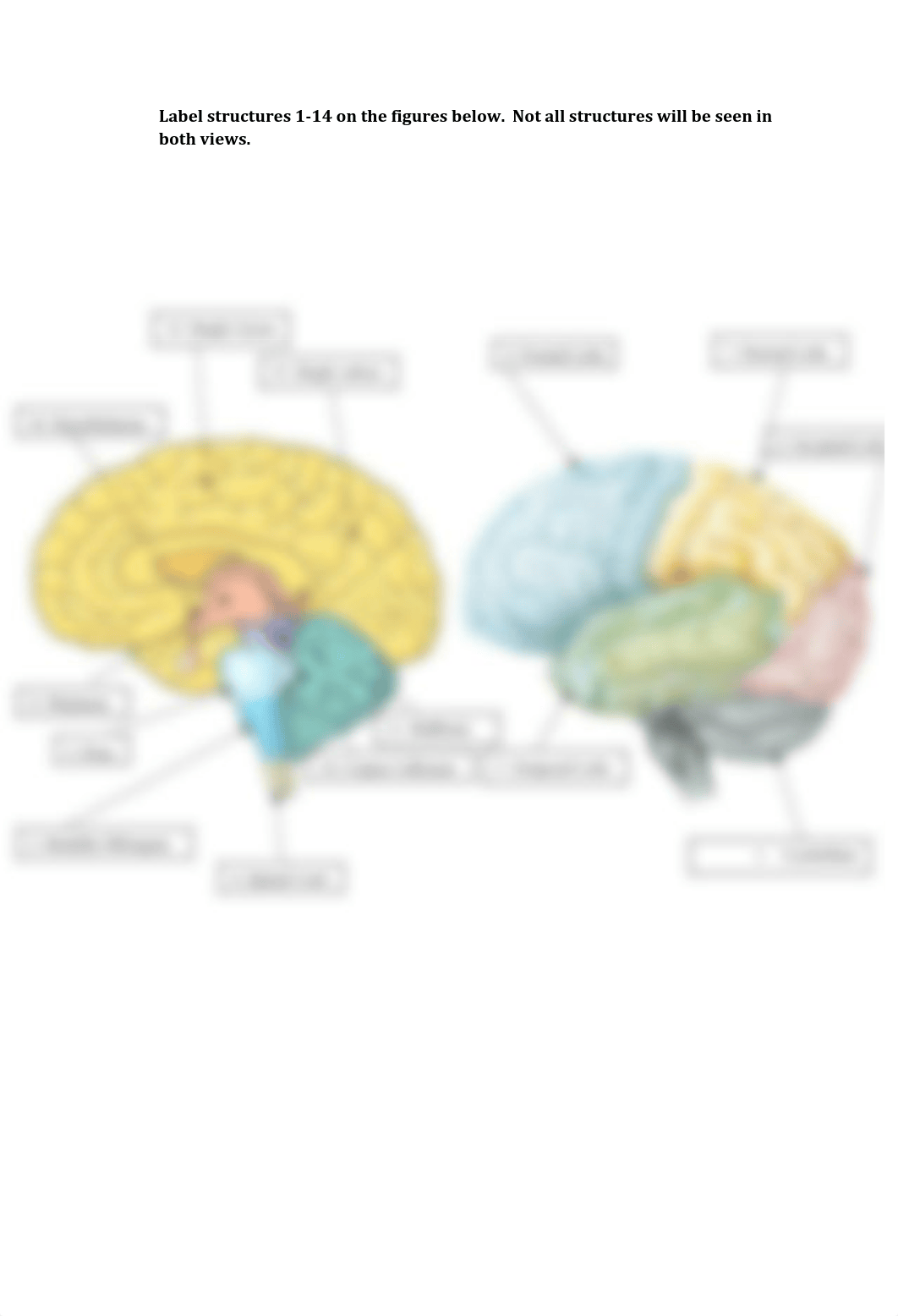 Bio II CNS Anatomy Lab.pdf_d0g9st1fzbk_page2