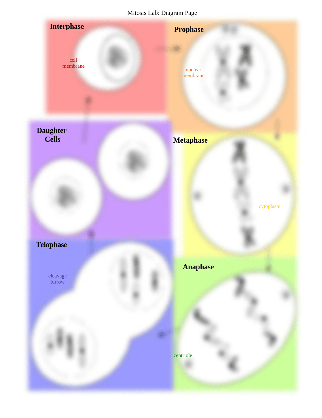 mitosis_drag_labKEY (1).doc_d0gfldf61ef_page2