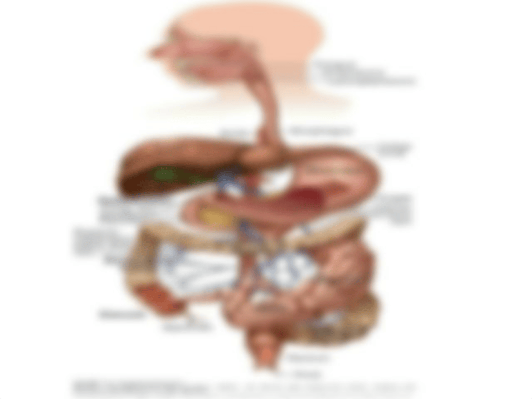 Abdominal GI 520.ppt_d0h6vt4c8iw_page2