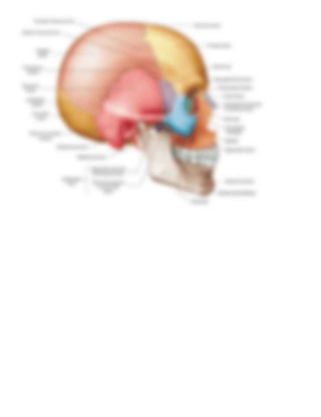 Anatomy Lab Exam 1.docx_d0jg6icdtrn_page2