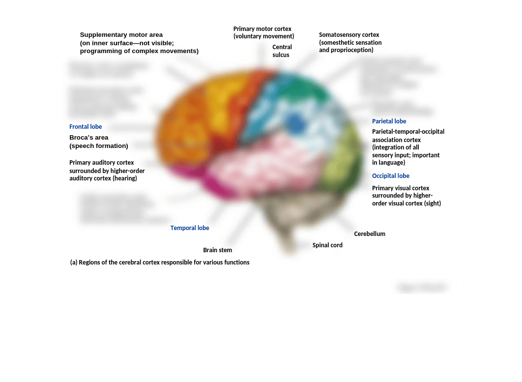 Brain Document Key.pptx_d0jk6htf6p0_page2