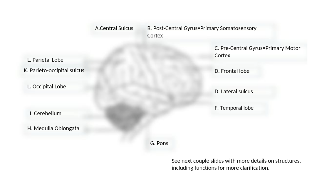 Brain Document Key.pptx_d0jk6htf6p0_page1