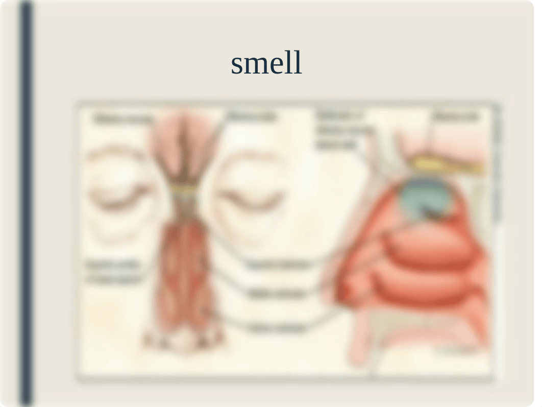 Sensory System Presentation_d0jmxnp7kx2_page2