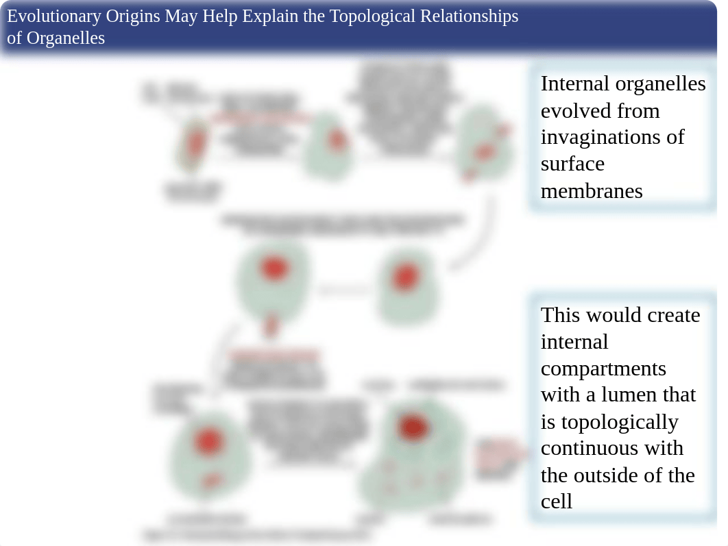 Chapter 12 Intracellular compartments and protein sorting.ppt_d0k0jie8eaf_page4