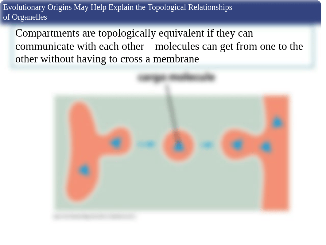 Chapter 12 Intracellular compartments and protein sorting.ppt_d0k0jie8eaf_page5