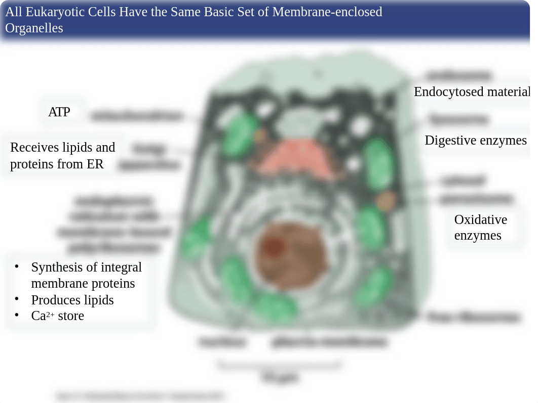 Chapter 12 Intracellular compartments and protein sorting.ppt_d0k0jie8eaf_page2