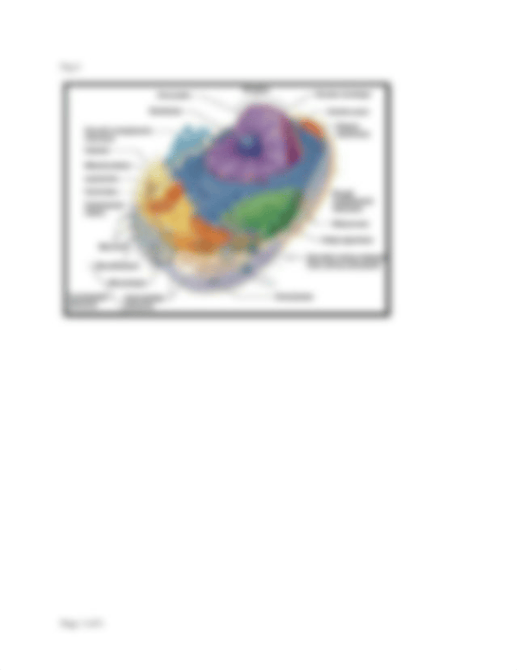 Lab handout # 2 Microscope,cell anatomy and division.pdf_d0kcs6pk5rr_page3