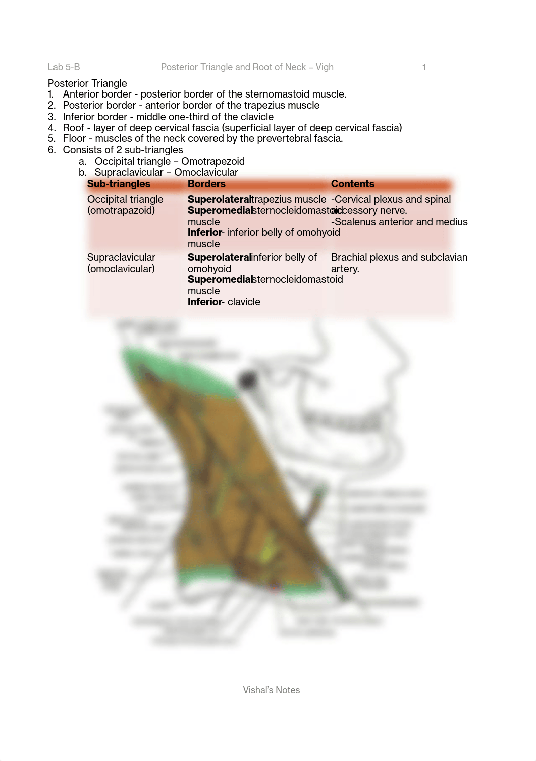 5. Posterior Triangle and Root of Neck - Notes.pdf_d0kow6000xf_page1