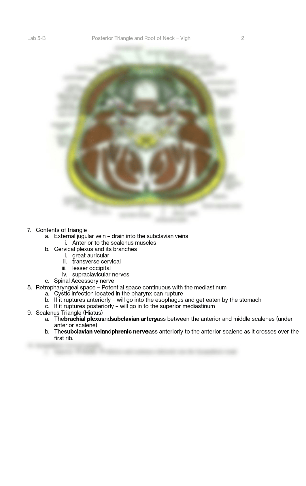 5. Posterior Triangle and Root of Neck - Notes.pdf_d0kow6000xf_page2