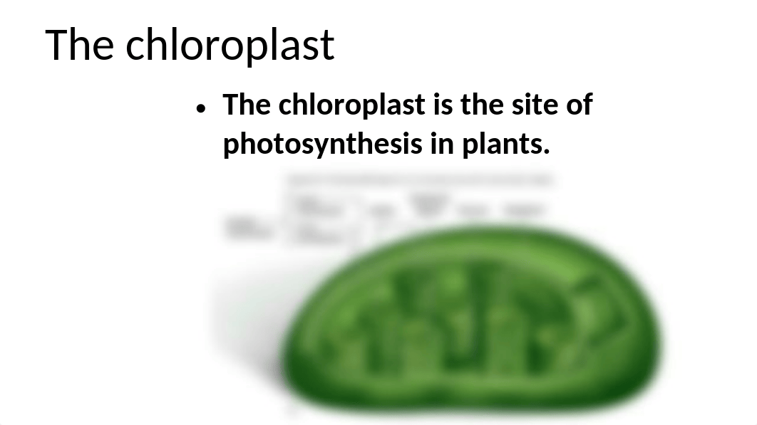 Lab 8 Photosynthesis_d0lcox0zi8r_page3