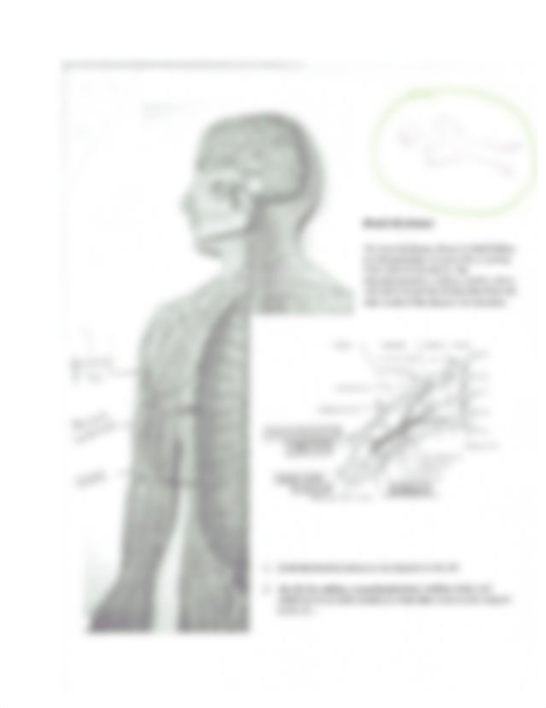 Spinal Nerves Handout_d0lj2s3xsfy_page2