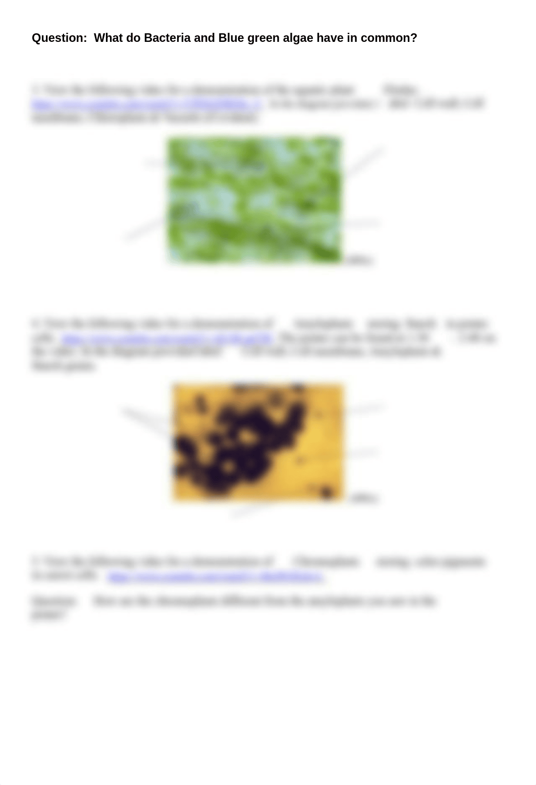 Cell Diversity Lab Bio111.pdf_d0m05p1haih_page2