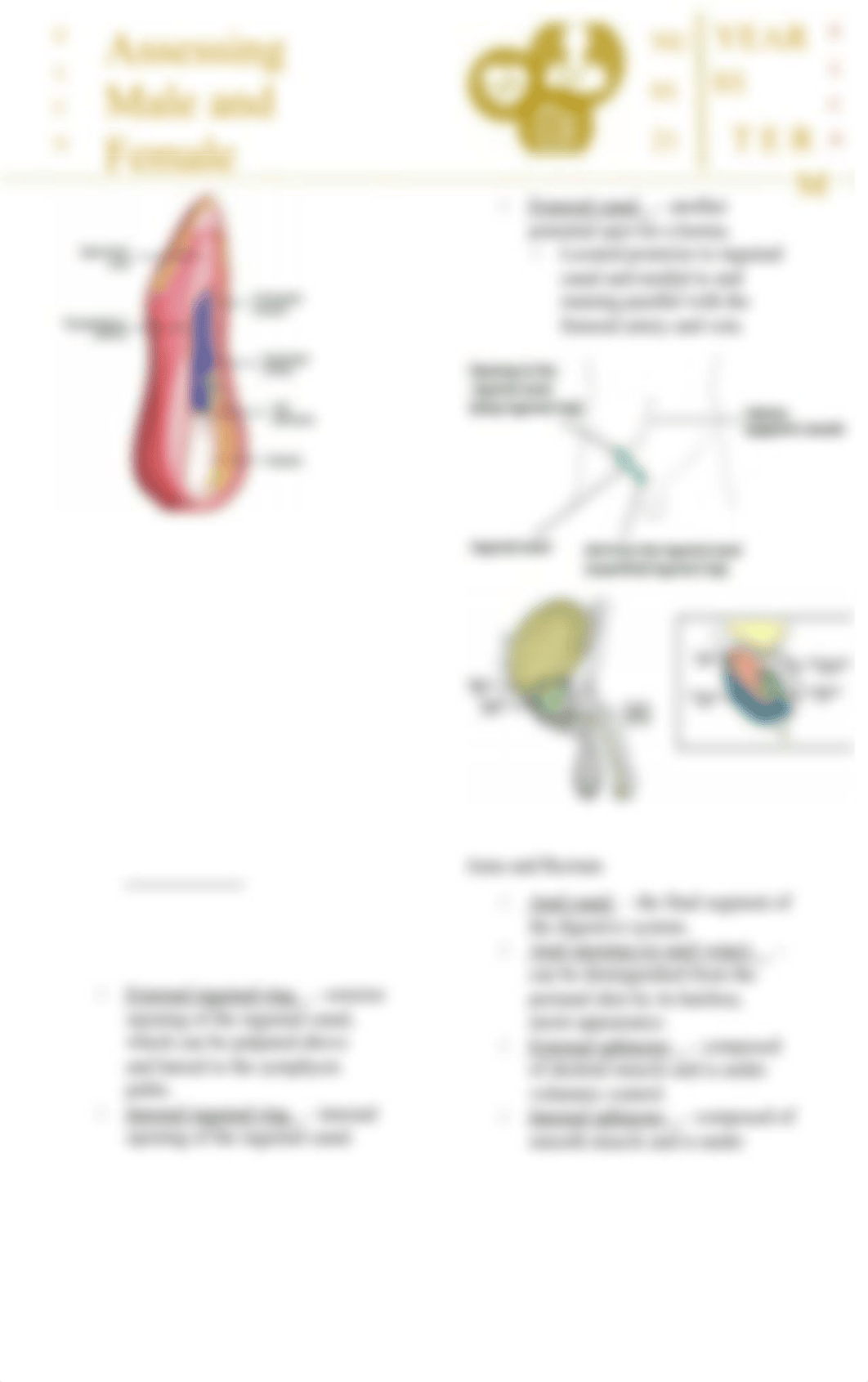 Assessing Male and Female Genitalia.docx_d0mgy2ims36_page3