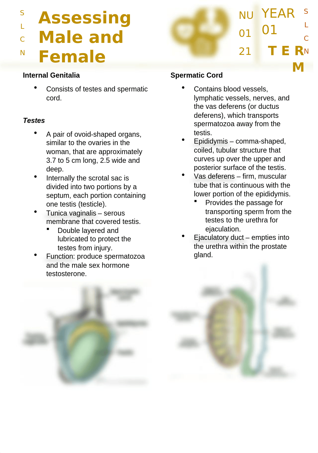 Assessing Male and Female Genitalia.docx_d0mgy2ims36_page2