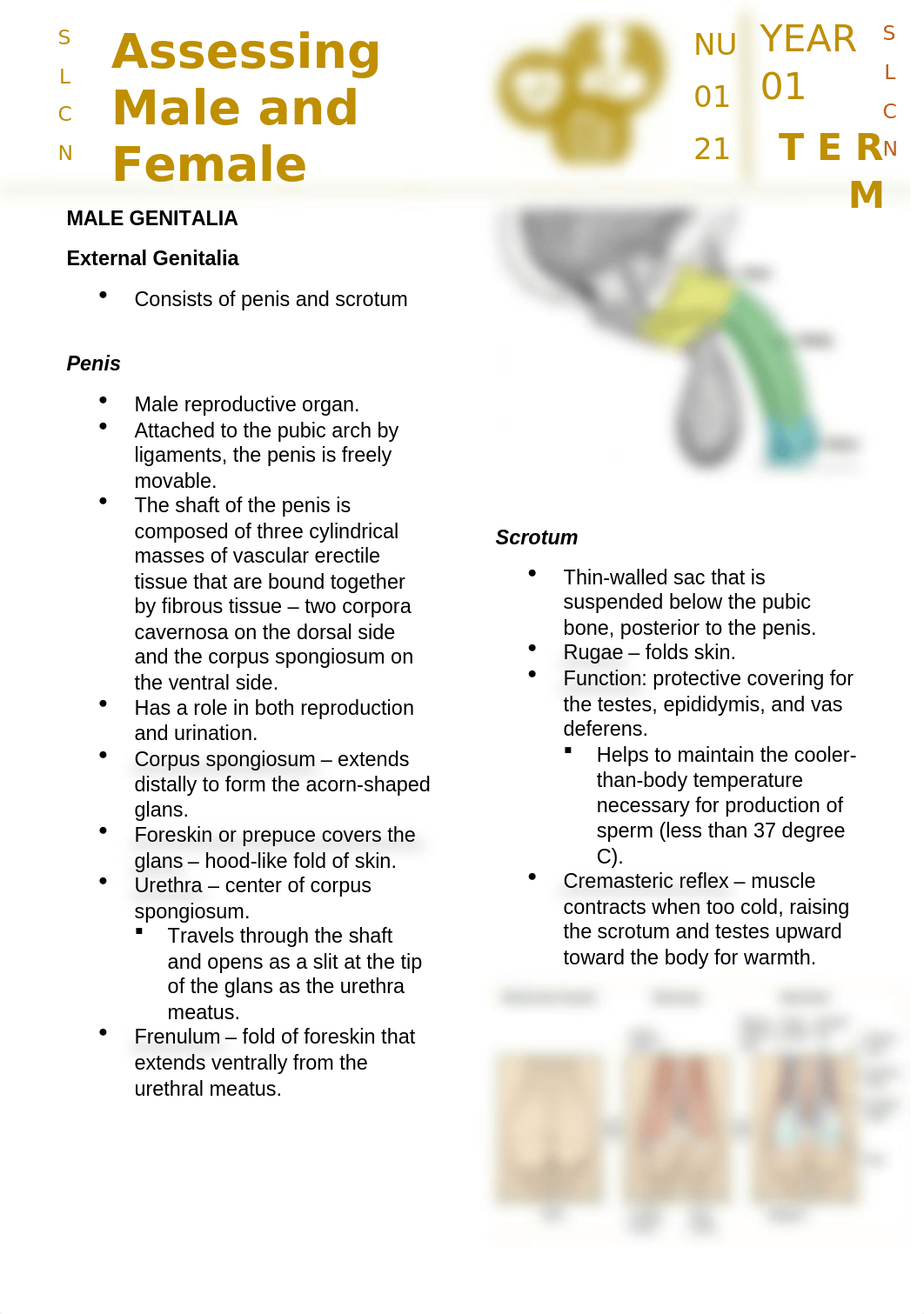 Assessing Male and Female Genitalia.docx_d0mgy2ims36_page1