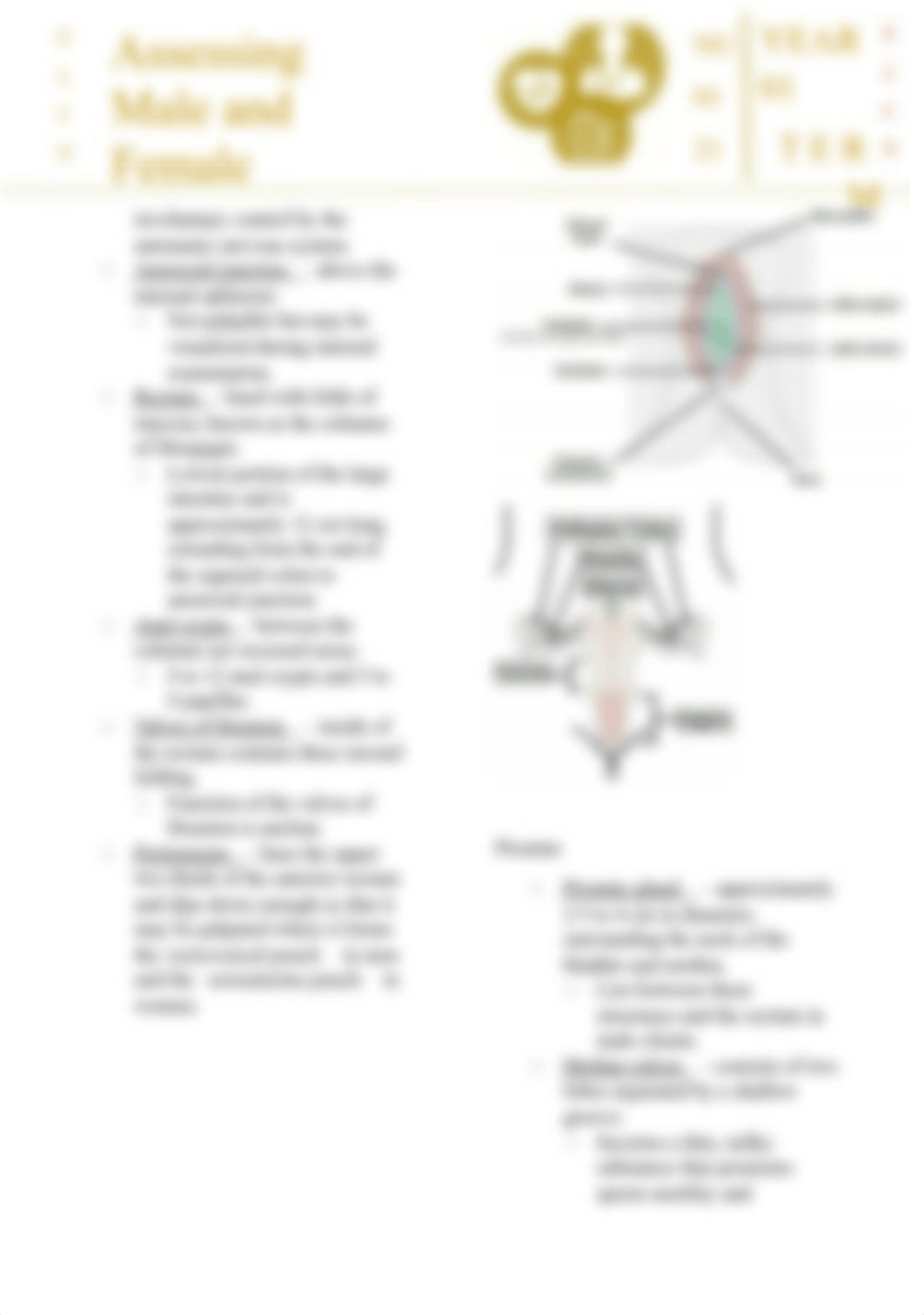 Assessing Male and Female Genitalia.docx_d0mgy2ims36_page4