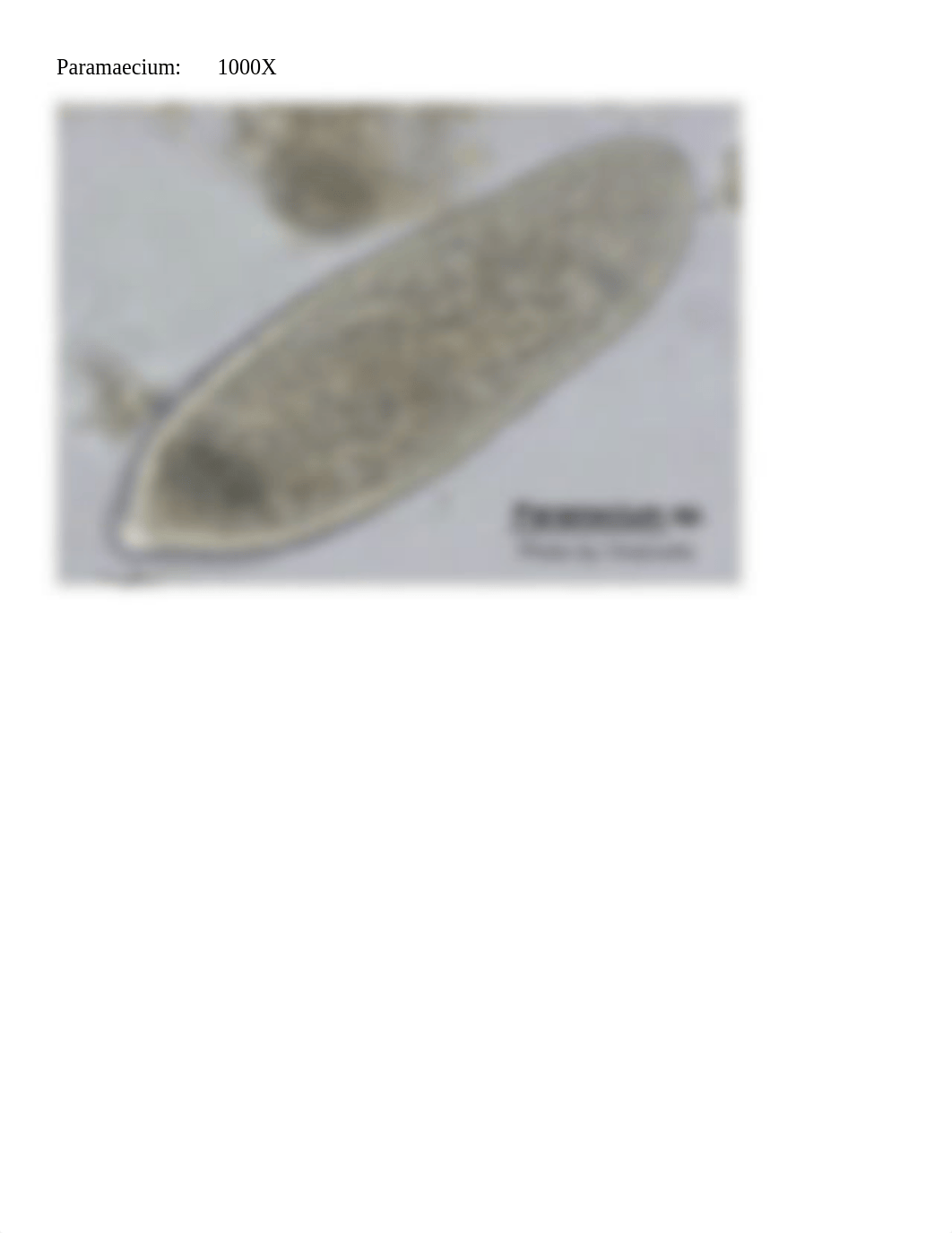 Brandon Thomas Hand In 4 & Protista Pictures.pdf.pdf_d0msf8wel81_page4