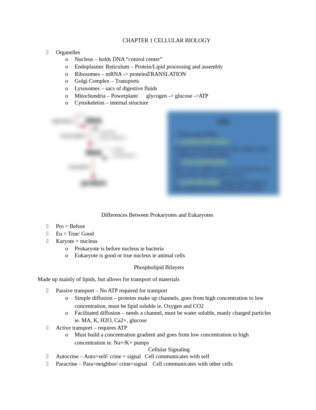 Pathophysiology Notes.docx_d0mw0rxnb3p_page1