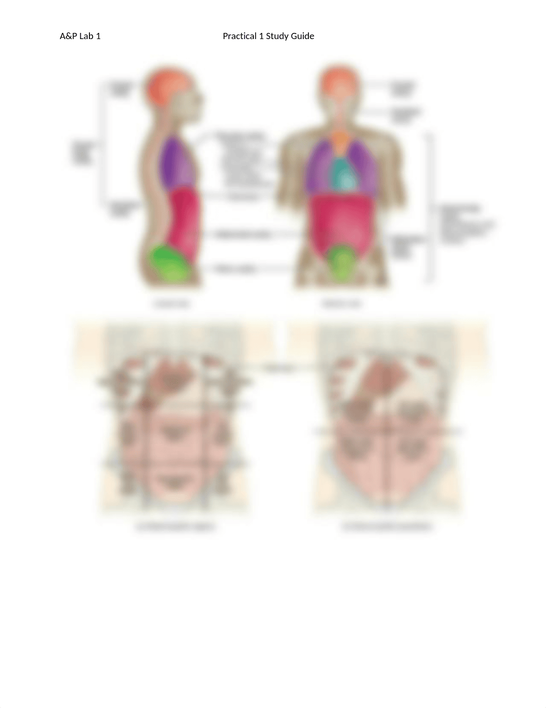 A&P1 Lab Practical 1 Study Guide.docx_d0o3x8uhxmb_page5