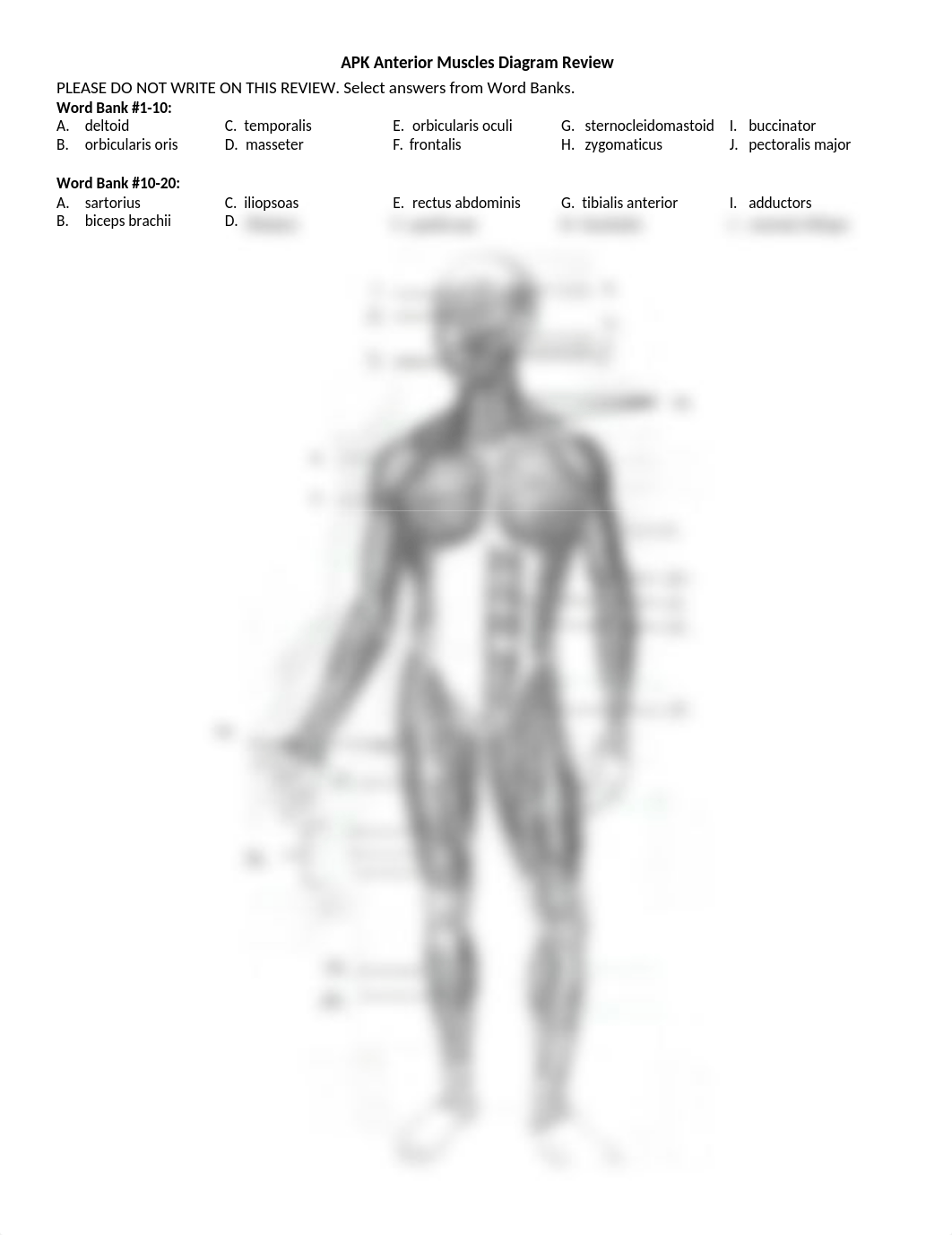 APK Muscles Diagram Review.docx_d0o4nio5spi_page1