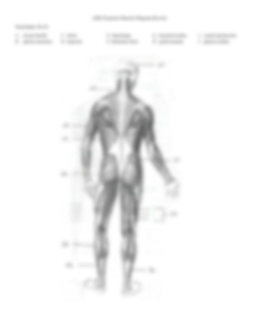 APK Muscles Diagram Review.docx_d0o4nio5spi_page2