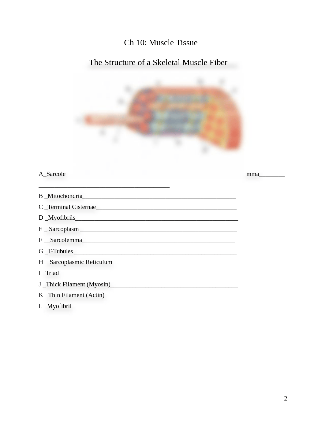 Atangan-Muscle Tissue Worksheet.doc_d0opqcimkei_page2