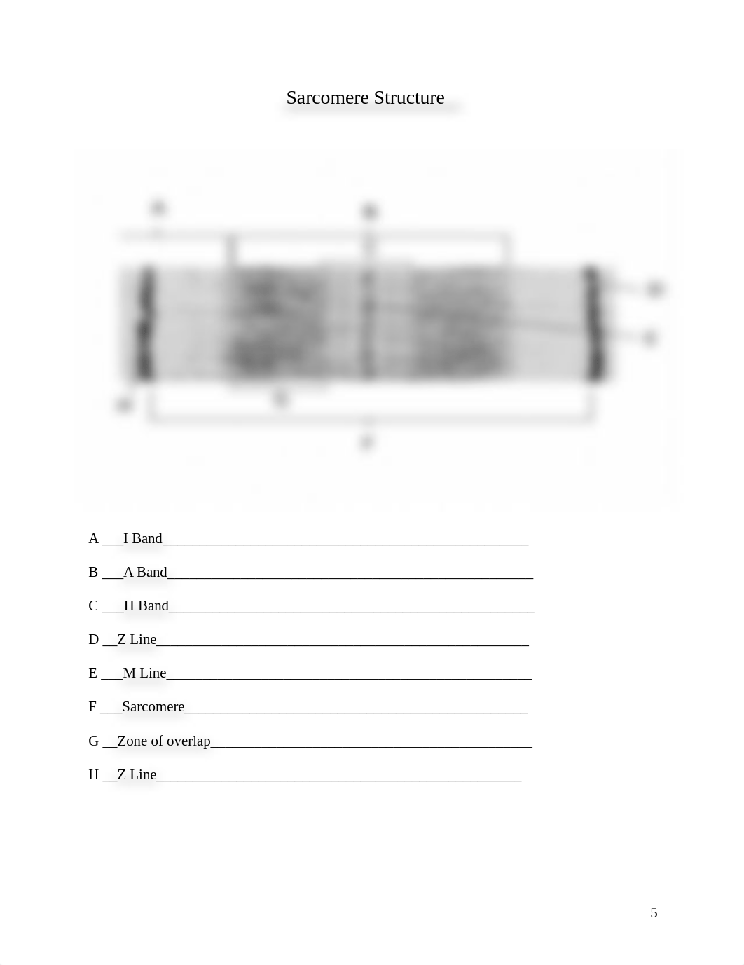 Atangan-Muscle Tissue Worksheet.doc_d0opqcimkei_page5