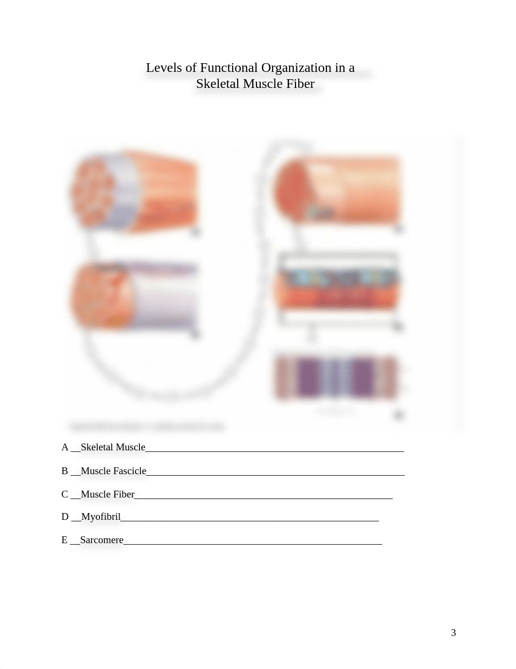 Atangan-Muscle Tissue Worksheet.doc_d0opqcimkei_page3