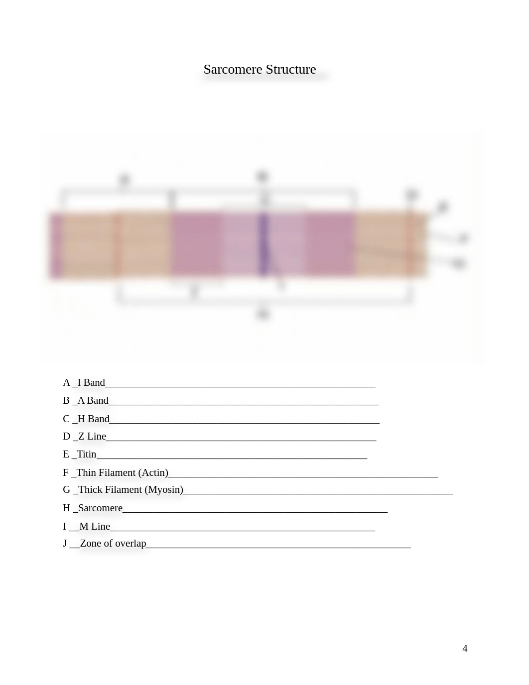 Atangan-Muscle Tissue Worksheet.doc_d0opqcimkei_page4