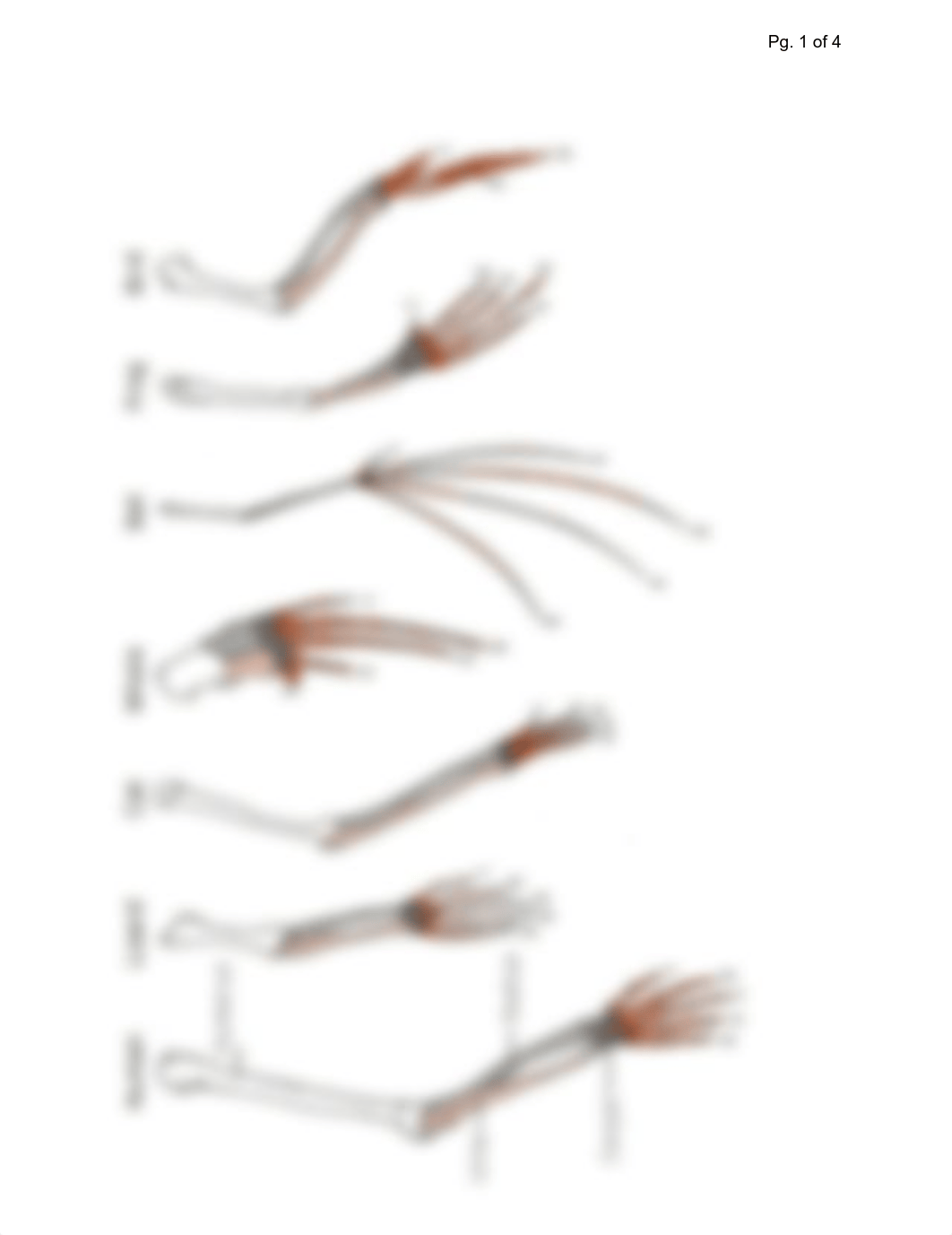 (Amara's)Evidence of Evolution Comparative Activity (1).pdf_d0owcdualfq_page1