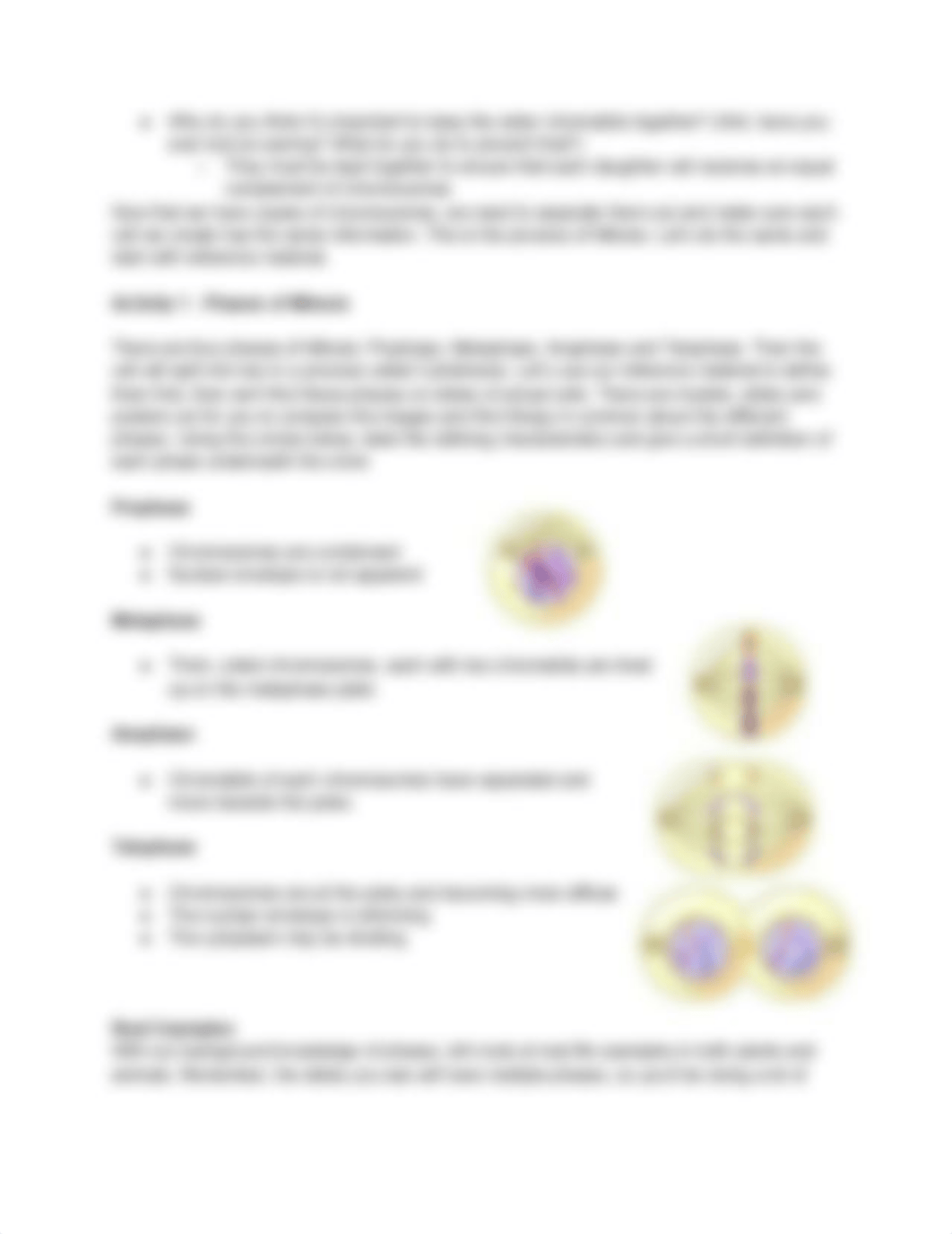 How Do Cells Make More Cells.pdf_d0p01d18f8v_page3