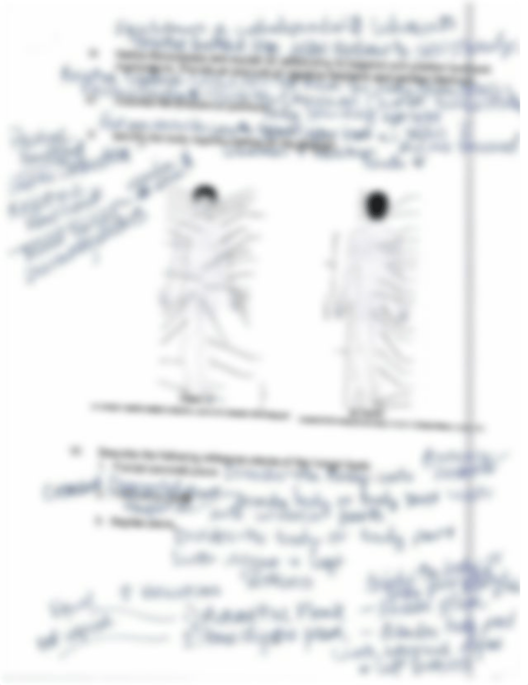 Language of Anatomy Systems Overview.pdf_d0powwngga9_page2