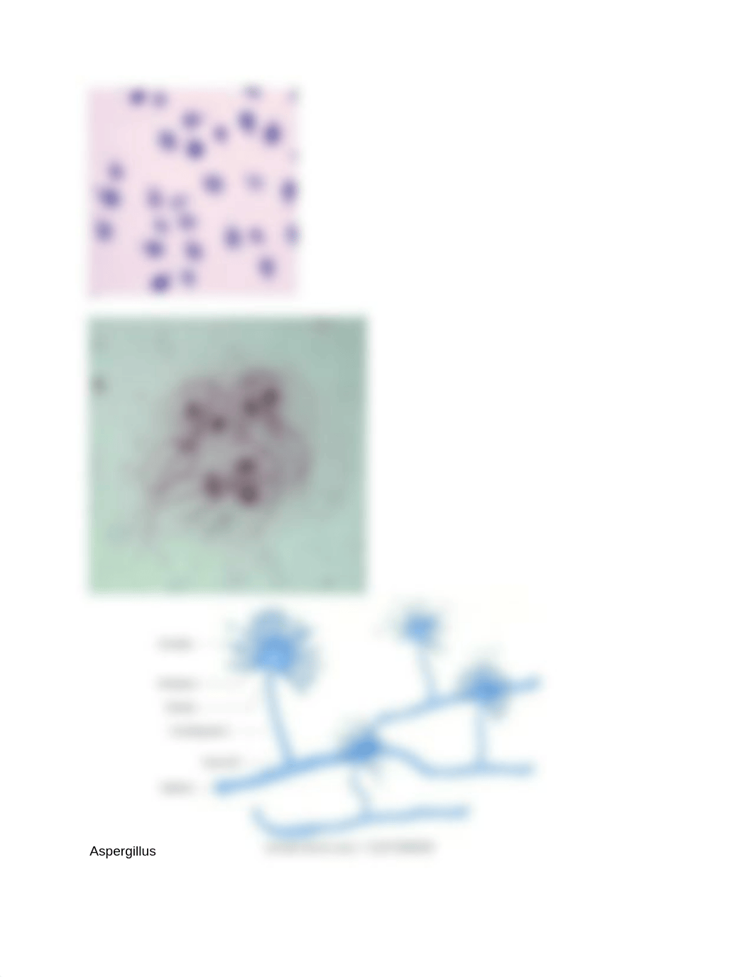 Micro lab: Bacteria list (my atlas)_d0qblr9o2zo_page4