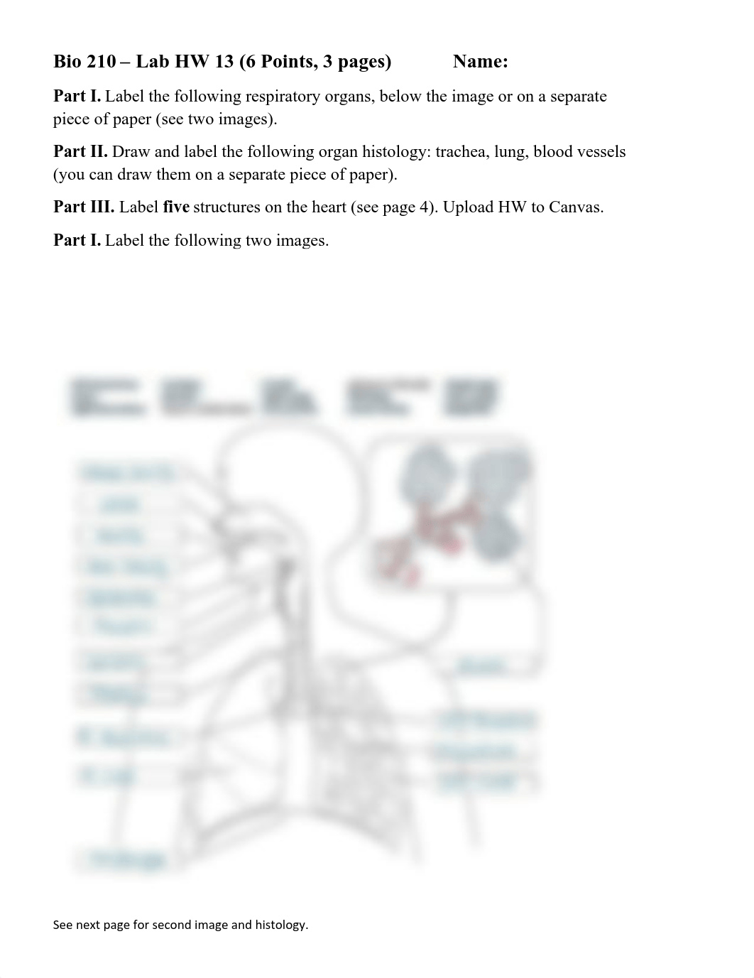 Lab HW 13 Hybrid Respiratory System and Heart.pdf_d0qpjl3piq5_page1