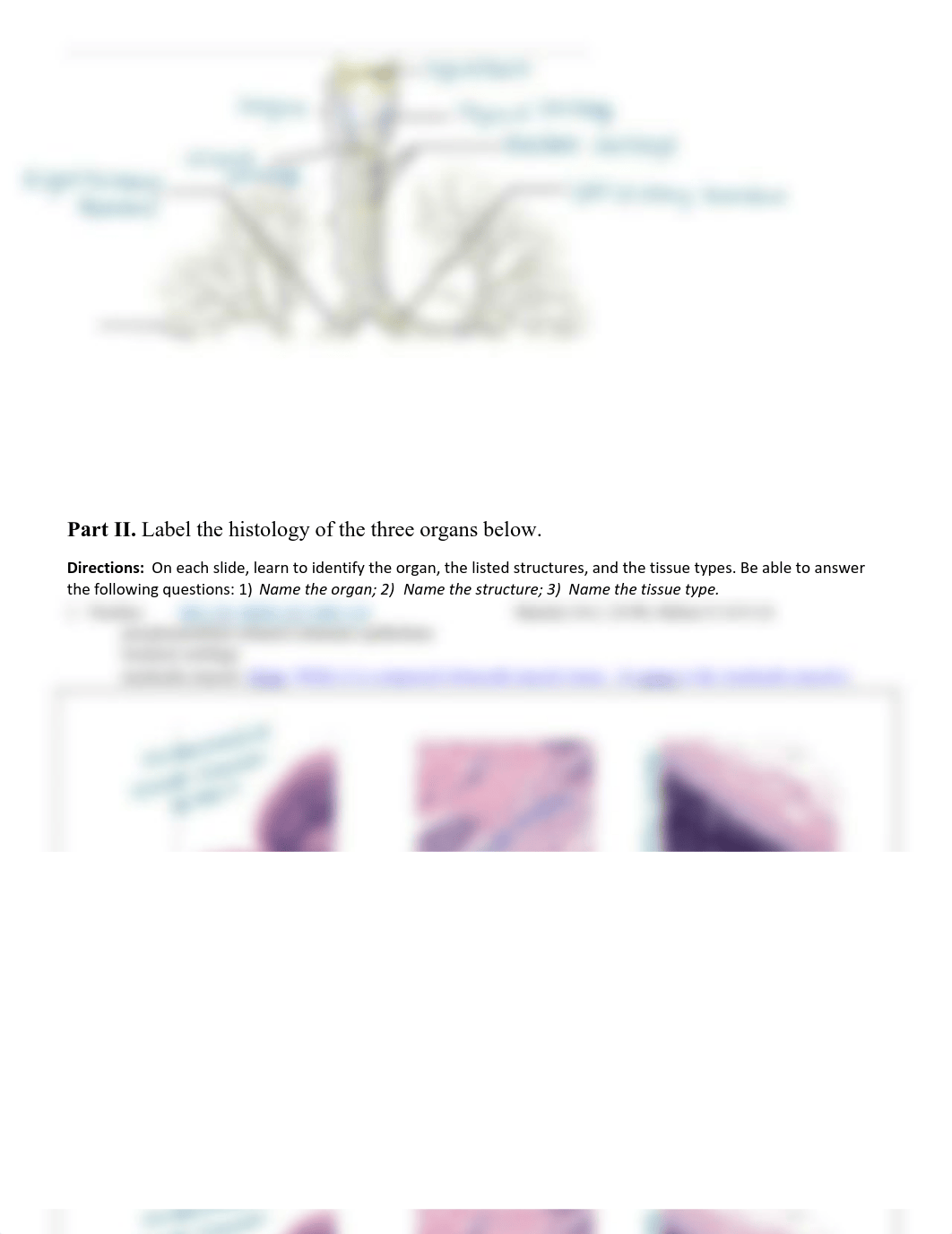 Lab HW 13 Hybrid Respiratory System and Heart.pdf_d0qpjl3piq5_page2