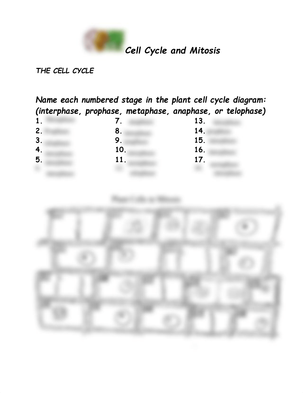 Kami Export - Jakayla Cunningham - cell cycle & mitosis labeling.doc.pdf_d0sqvzgjxam_page1