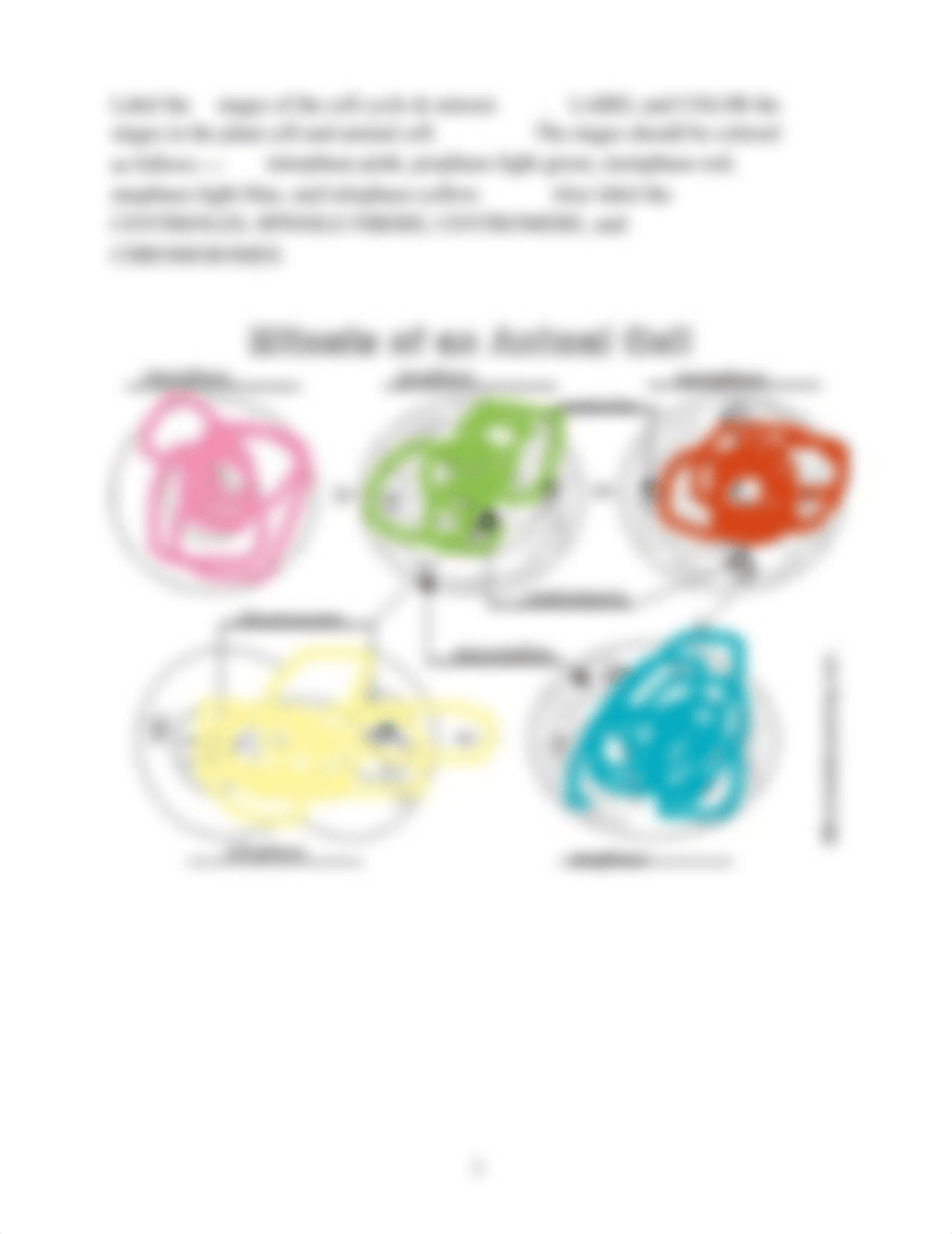 Kami Export - Jakayla Cunningham - cell cycle & mitosis labeling.doc.pdf_d0sqvzgjxam_page2