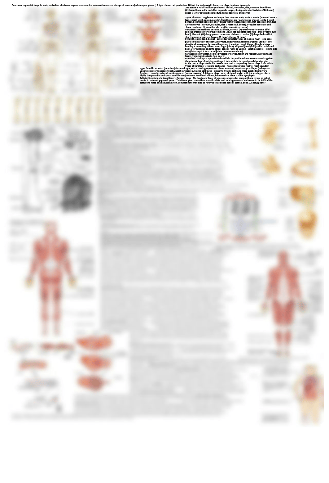 Anatomy & Physiology Cheat Sheet .pdf_d0t7i47qbqg_page1