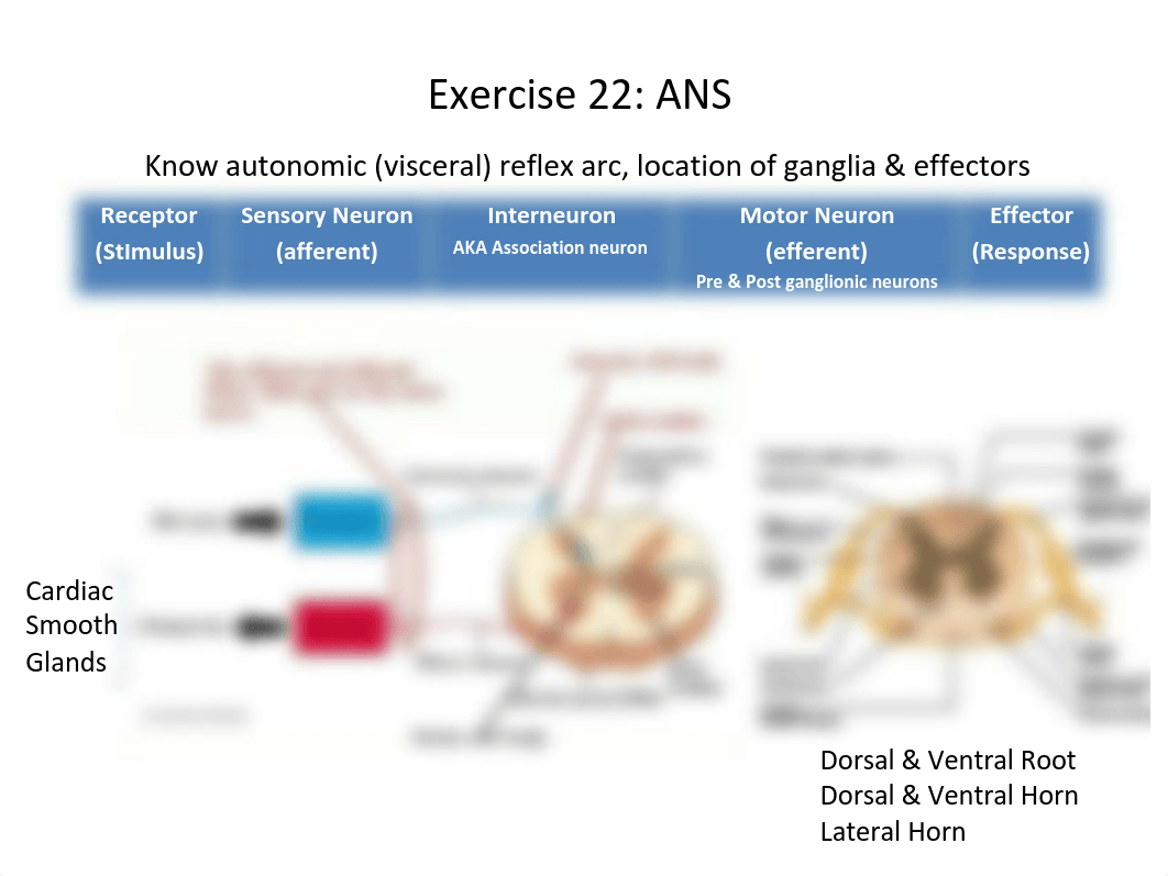 Lab Final Review.pdf_d0ta1ozz8ft_page2