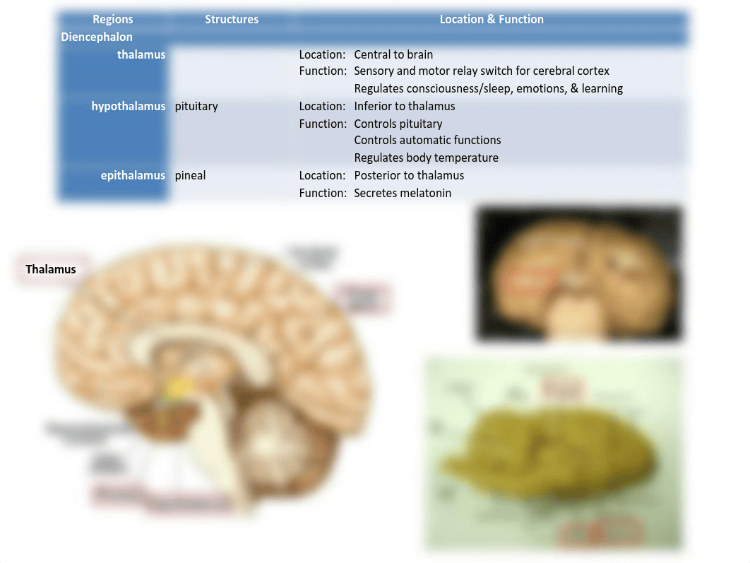 Lab Final Review.pdf_d0ta1ozz8ft_page5