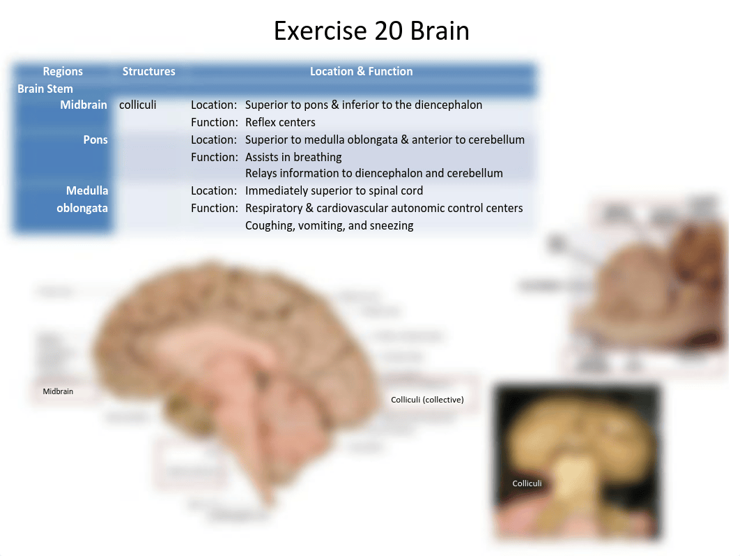 Lab Final Review.pdf_d0ta1ozz8ft_page3