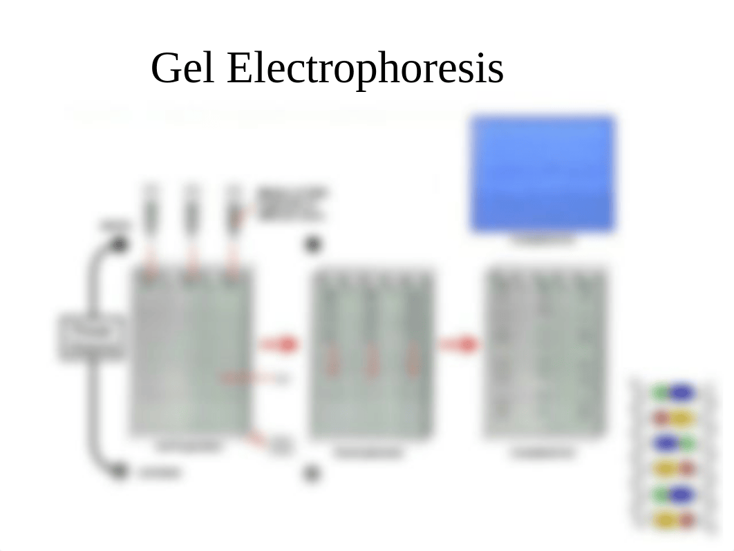 13. PCR and Forensics iLearn (1)_d0tzyl4cxmg_page5