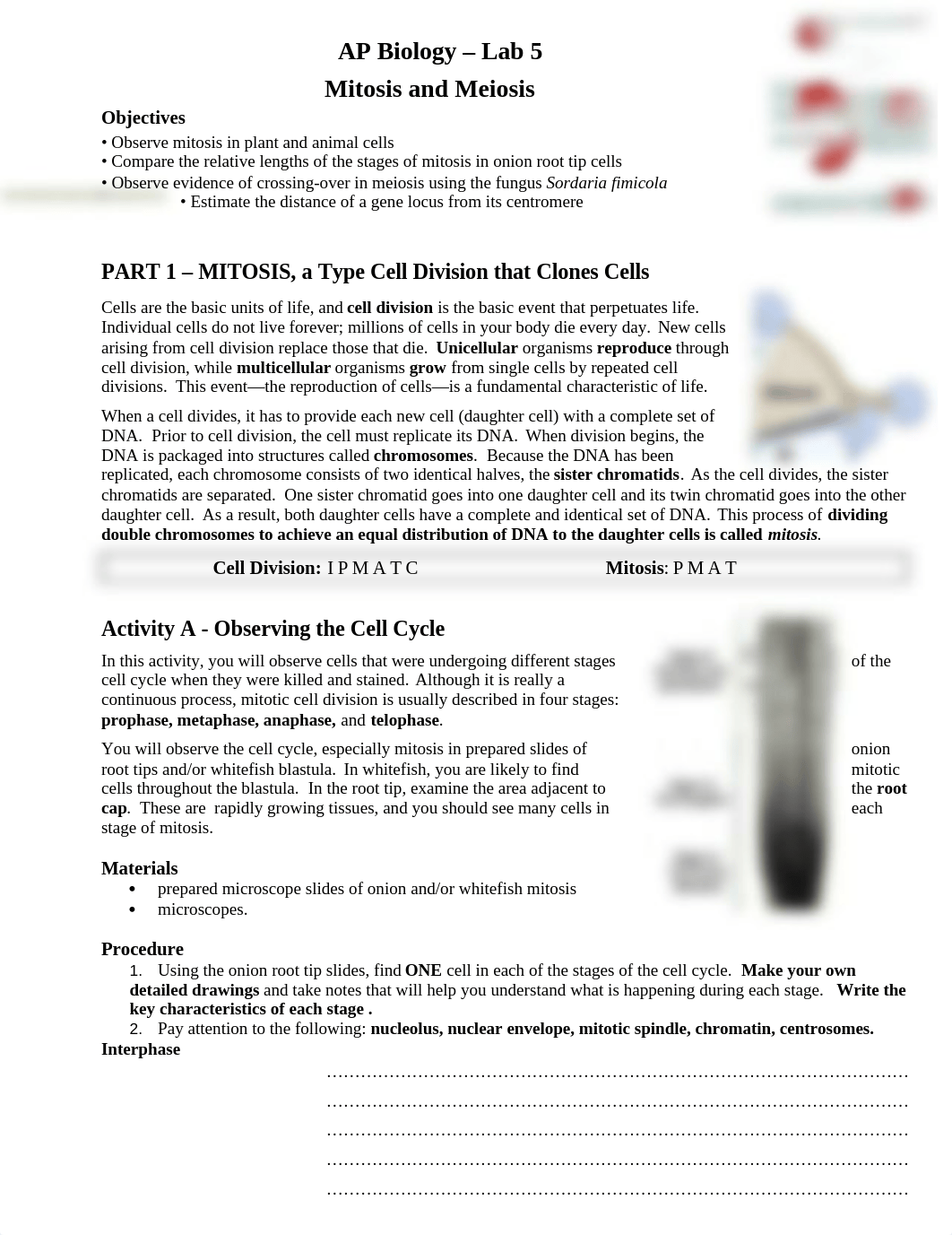 AP Biology Lab Mitosis and Meiosis_d0uqqpibdih_page1