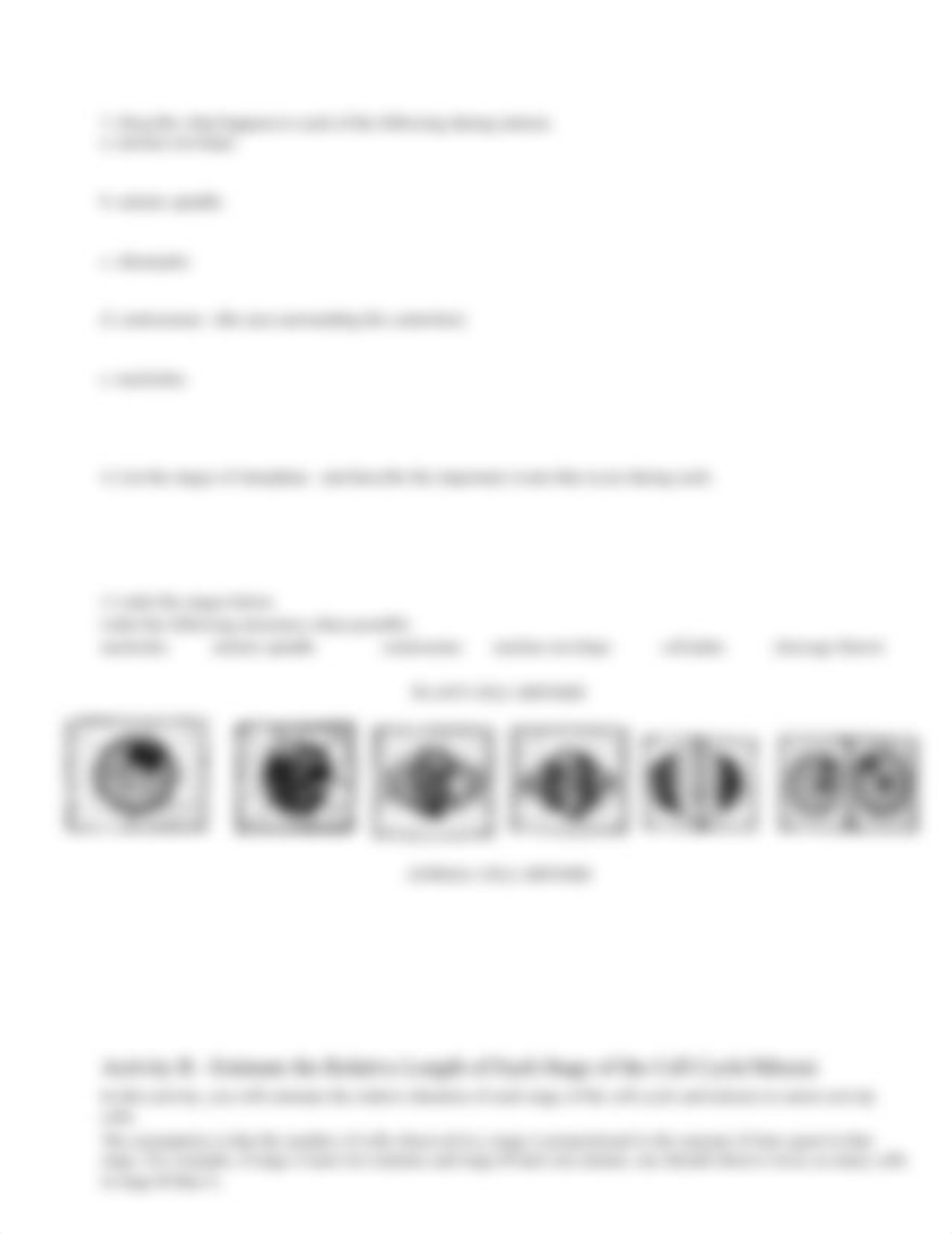 AP Biology Lab Mitosis and Meiosis_d0uqqpibdih_page3