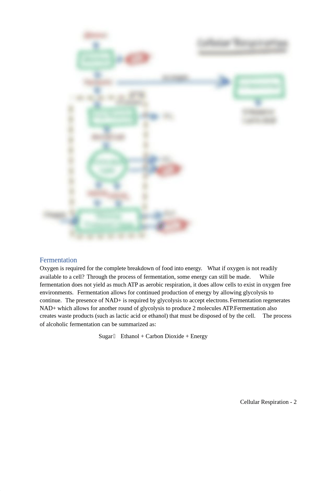 Cellular Respiration.docx_d0v2nuau9as_page2