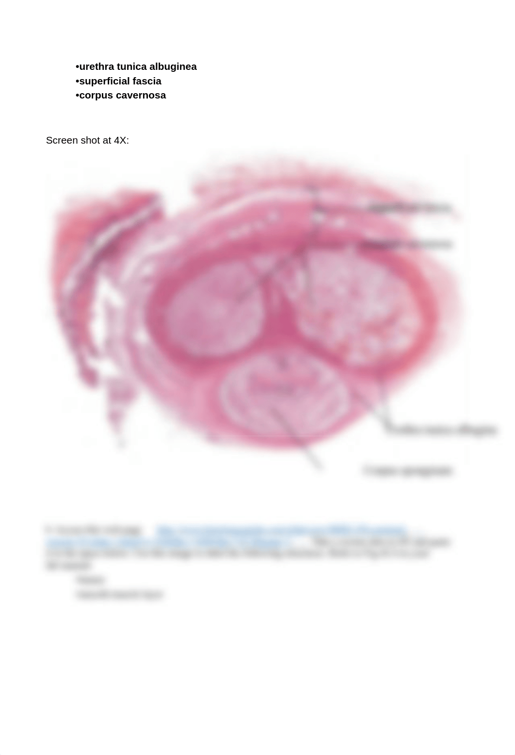 BIO-131 Lab Quiz 8 Reproductive System Summer 2020.docx_d0vl13cjh88_page4